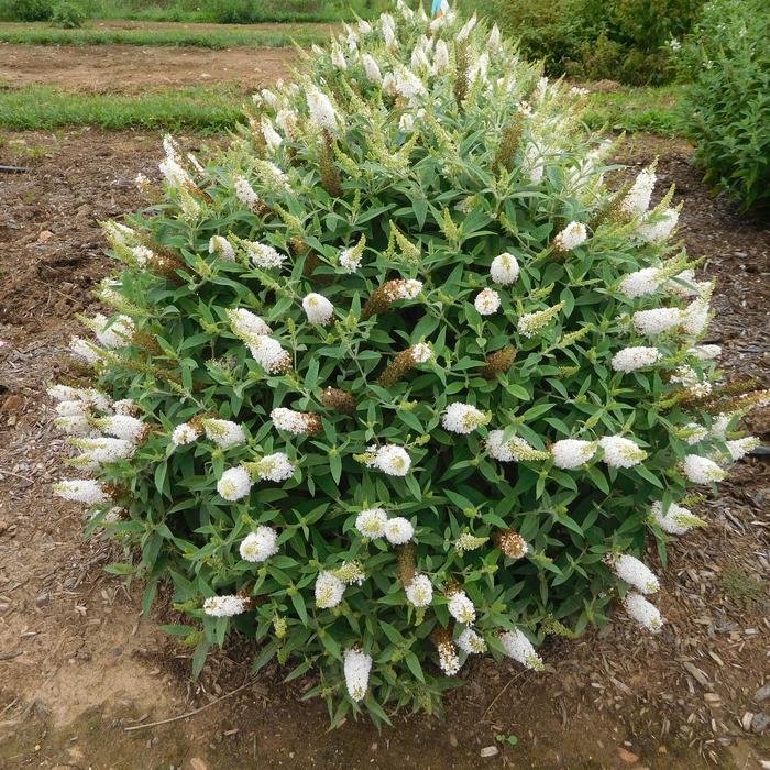 Dapper&trade; White - Buddleia davidii 'Dapconwhi' PPAF (Butterfly Bush) from RFGN readingfeedandgardennew Upgrade