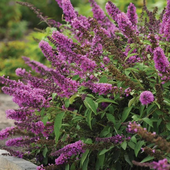 Flutterby Petite&reg; 'Tutti Fruitti Pink' - Buddleia hybrid from RFGN readingfeedandgardennew Upgrade