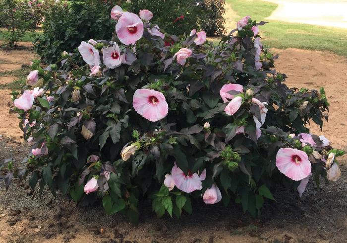 Head Over Heels&reg; Blush - Rose Mallow from RFGN readingfeedandgardennew Upgrade