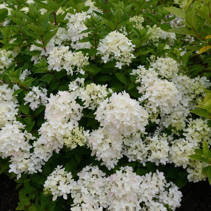 Bombshell Hydrangea - Hydrangea paniculata 'Bombshell' PP21008 (Hydrangea) from RFGN readingfeedandgardennew Upgrade
