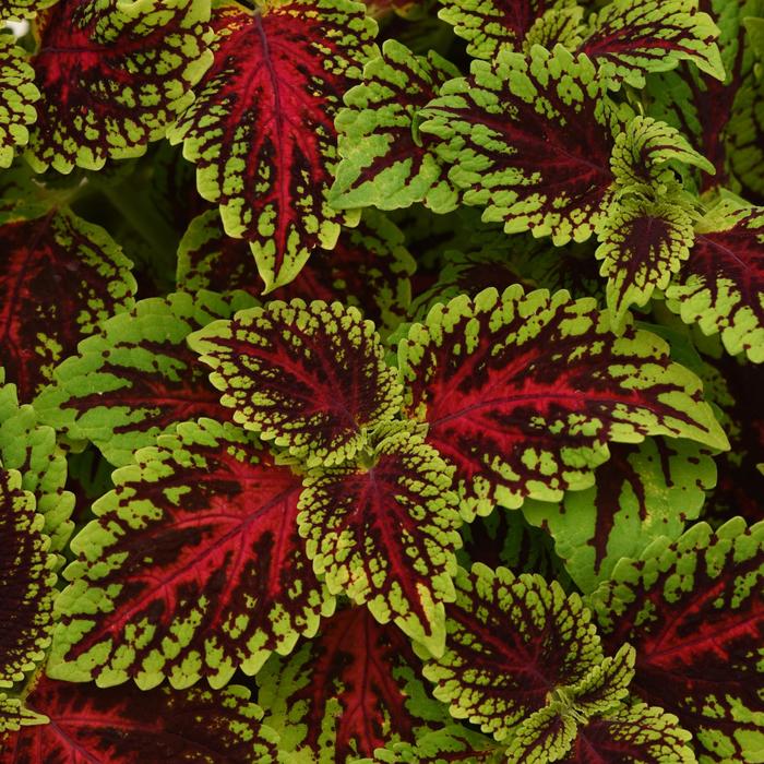 'Dragon Heart' - Solenostemon scutellarioides from RFGN readingfeedandgardennew Upgrade