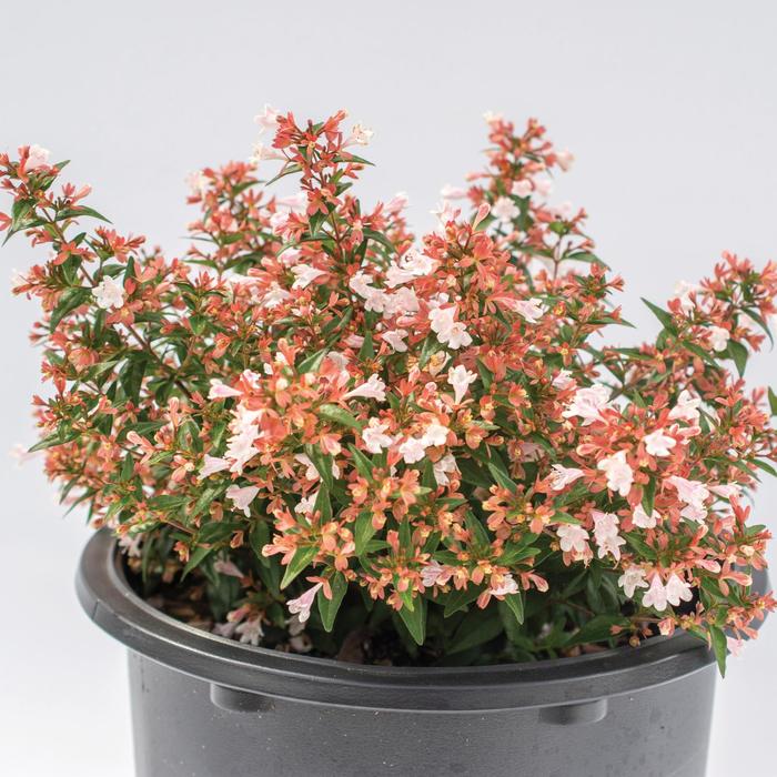 Bloomables® Raspberry Perfection™ - Abelia chinensis 'Abesrpras' PP33516 from RFGN readingfeedandgardennew Upgrade