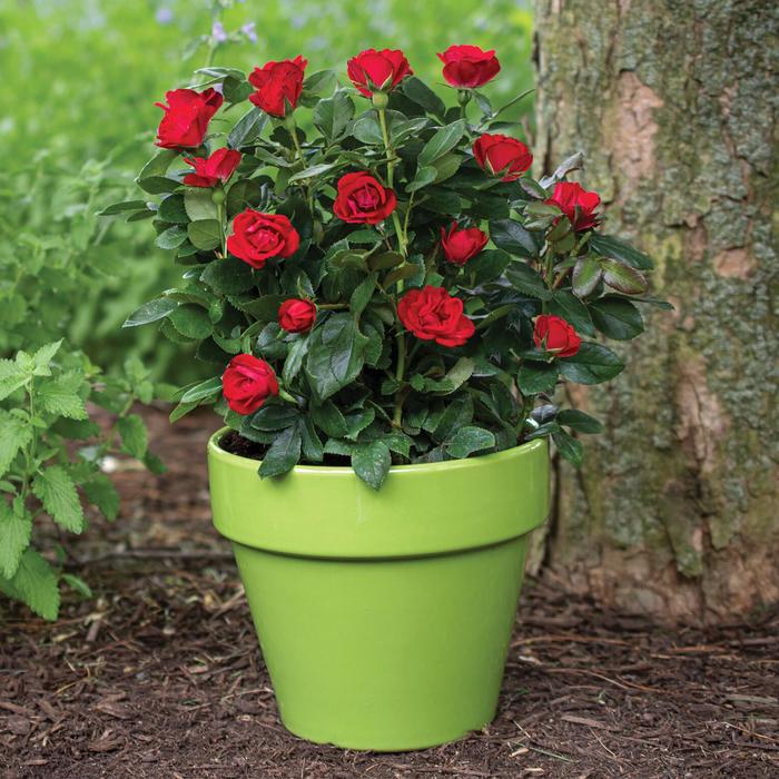 Petite Knock Out® - Rose from RFGN readingfeedandgardennew Upgrade