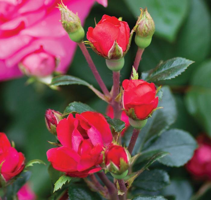 Knock Out&reg; Petite - Rosa 'Radral' from RFGN readingfeedandgardennew Upgrade