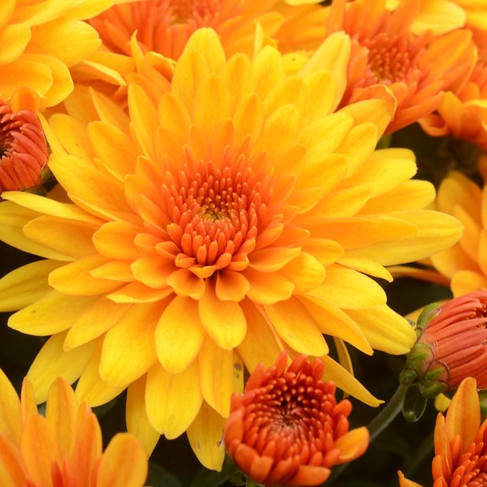 Fireglow Bronze Garden Mum - Chrysanthemum grandiflorum ''Fireglow Bronze'' (Garden Mum) from RFGN readingfeedandgardennew Upgrade