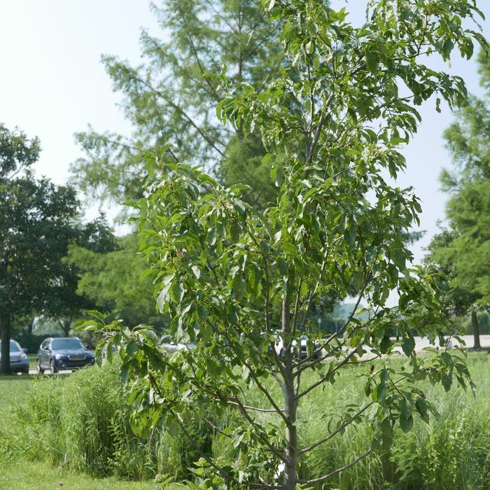 'Spring Snow' - Crabapple from RFGN readingfeedandgardennew Upgrade