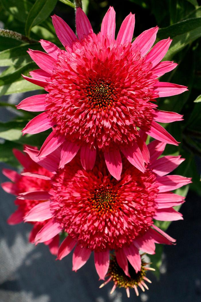 'Giddy Pink' - Echinacea hybrid from RFGN readingfeedandgardennew Upgrade