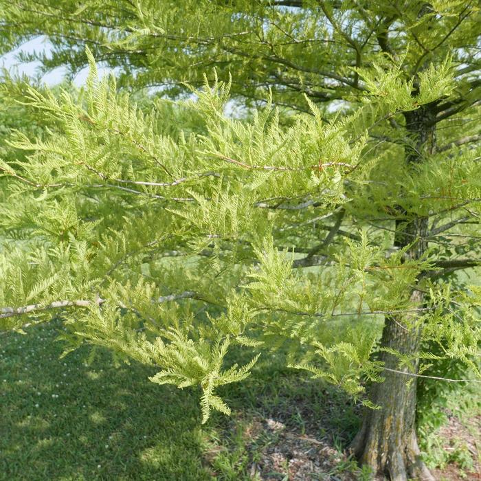 Bald Cypress - Taxodium distichum from RFGN readingfeedandgardennew Upgrade