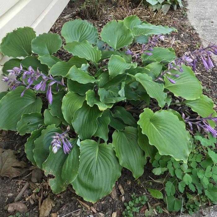 Plantain Lily - Hosta 'Marilyn Monroe' from RFGN readingfeedandgardennew Upgrade