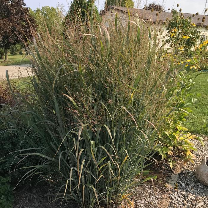 'Northwind' Switch Grass - Panicum virgatum from RFGN readingfeedandgardennew Upgrade