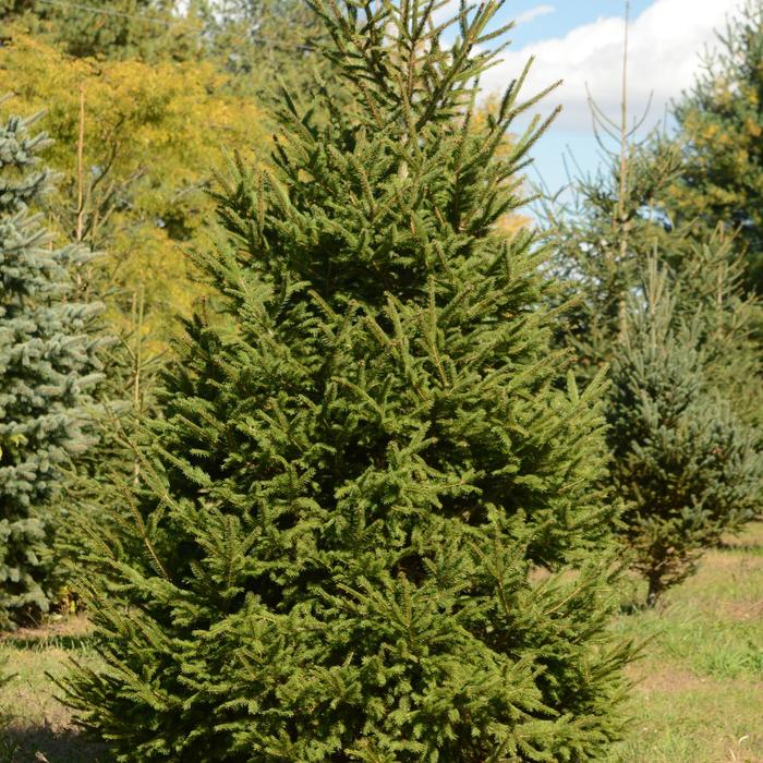 Norway Spruce - Picea abies from RFGN readingfeedandgardennew Upgrade