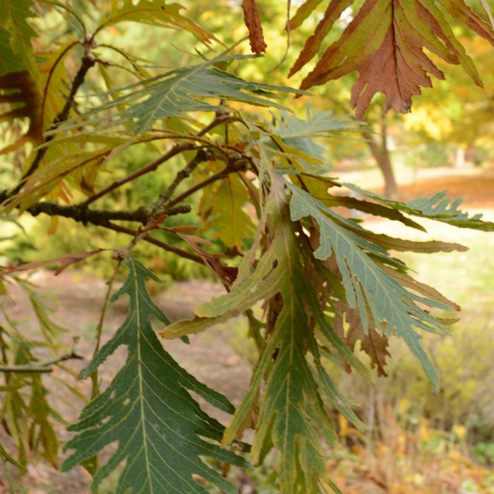 'Pinnatifida' Cutleaf Emperor Oak - Quercus dentata from RFGN readingfeedandgardennew Upgrade