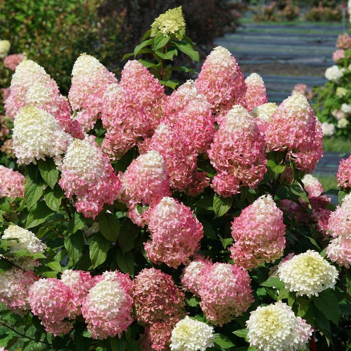 'Quick Fire Fab®' Panicle Hydrangea - Hydrangea paniculata from RFGN readingfeedandgardennew Upgrade