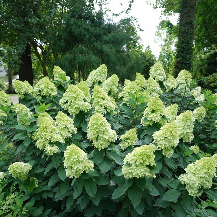 'Limelight Prime®' - Hydrangea paniculata from RFGN readingfeedandgardennew Upgrade