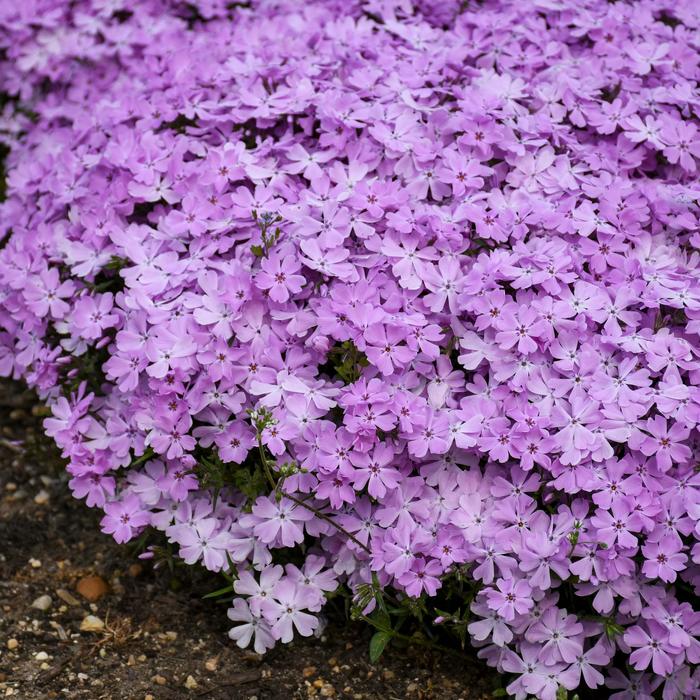 Spring Bling™ 'Pink Sparkles' - Hybrid Spring Phlox from RFGN readingfeedandgardennew Upgrade