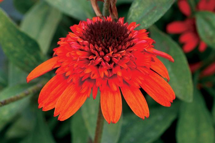 'Moab Sunset' - Echinacea hybrida from RFGN readingfeedandgardennew Upgrade