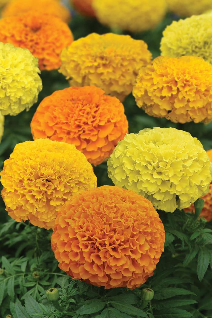 Marvel II™ Series - Tagetes erecta from RFGN readingfeedandgardennew Upgrade