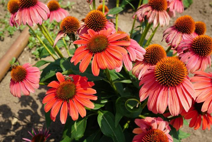 Sombrero® 'Tango Tangerine' - Echinacea (Coneflower) from RFGN readingfeedandgardennew Upgrade