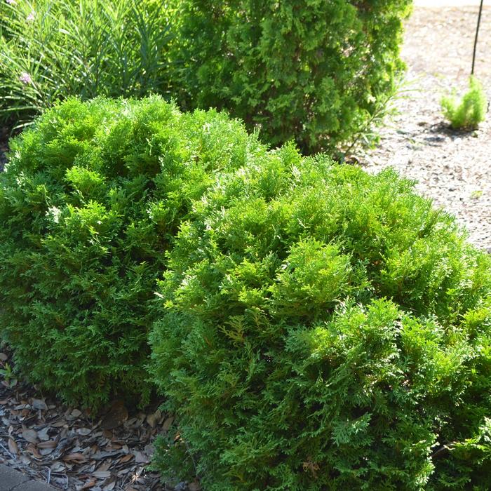 Mr. Bowling Ball&reg; Arborvitae - Thuja occidentalis 'Bobazam' 'Bobazam' (Arborvitae) from RFGN readingfeedandgardennew Upgrade