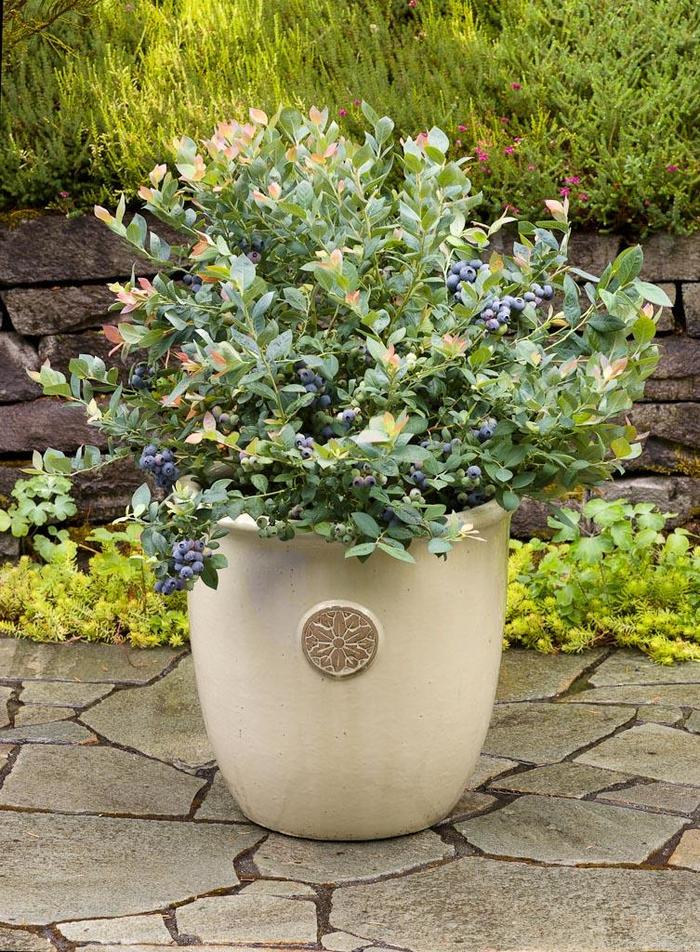 Bushel and Berry&reg; Pink Icing&reg; - Blueberry from RFGN readingfeedandgardennew Upgrade