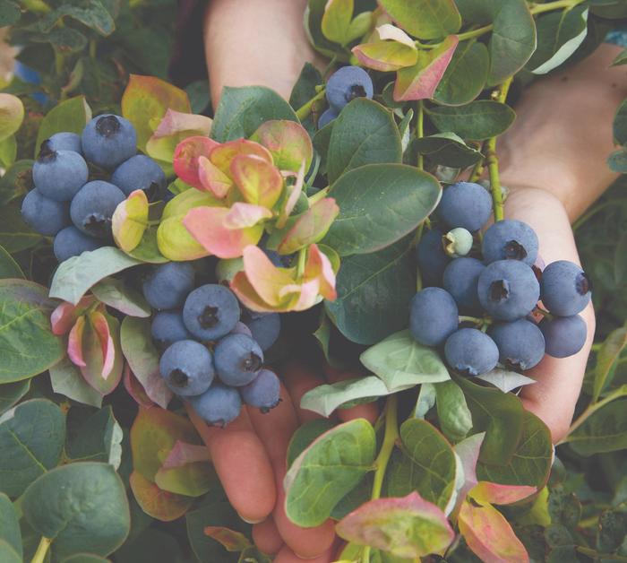 Bushel and Berry™ Peach Sorbet&reg; - Vaccinium (Blueberry) from RFGN readingfeedandgardennew Upgrade