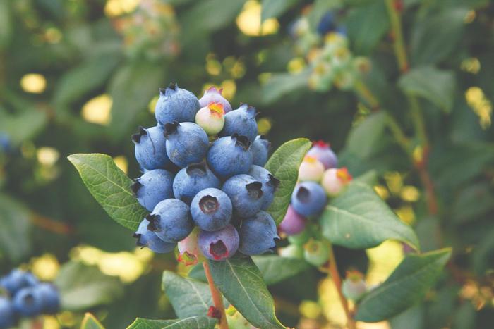 Bushel and Berry™ Perpetua™ Blueberry - Blueberry from RFGN readingfeedandgardennew Upgrade