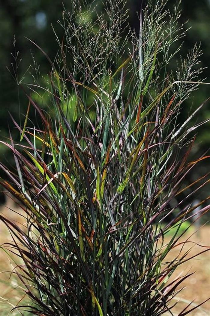 Switch Grass - Panicum virgatum from RFGN readingfeedandgardennew Upgrade