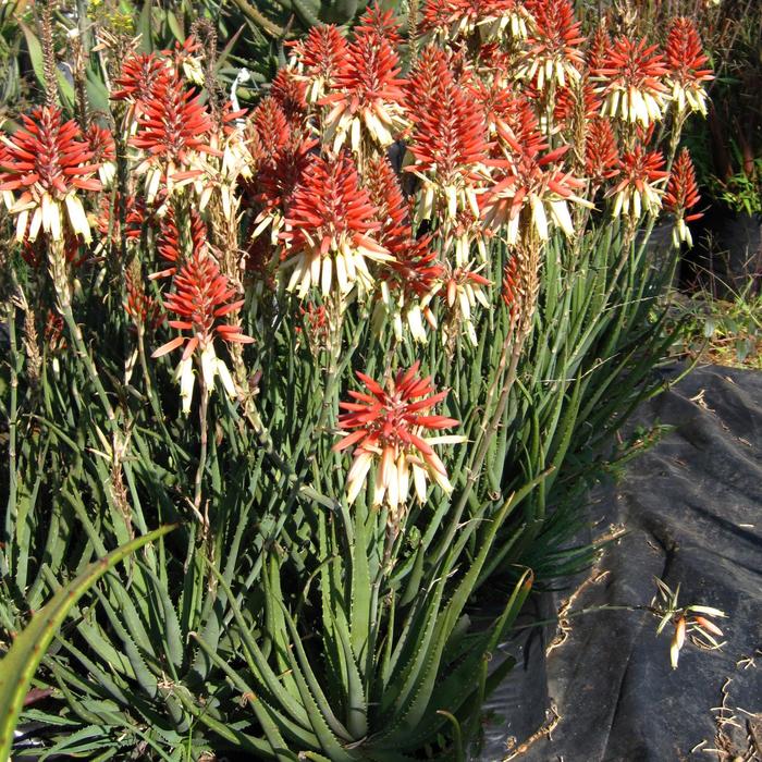 Safari Sunrise - Aloe 'X5' (Aloe) from RFGN readingfeedandgardennew Upgrade
