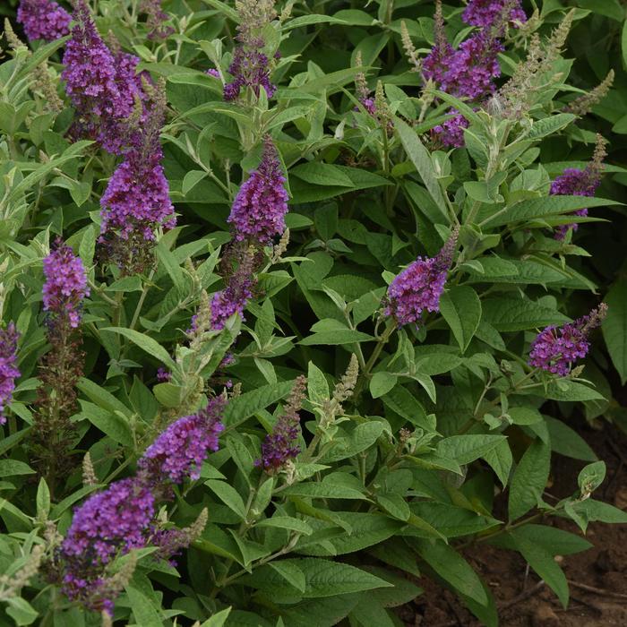 Chrysalis™ Blue - Buddleia davidii (Butterfly Bush) from RFGN readingfeedandgardennew Upgrade