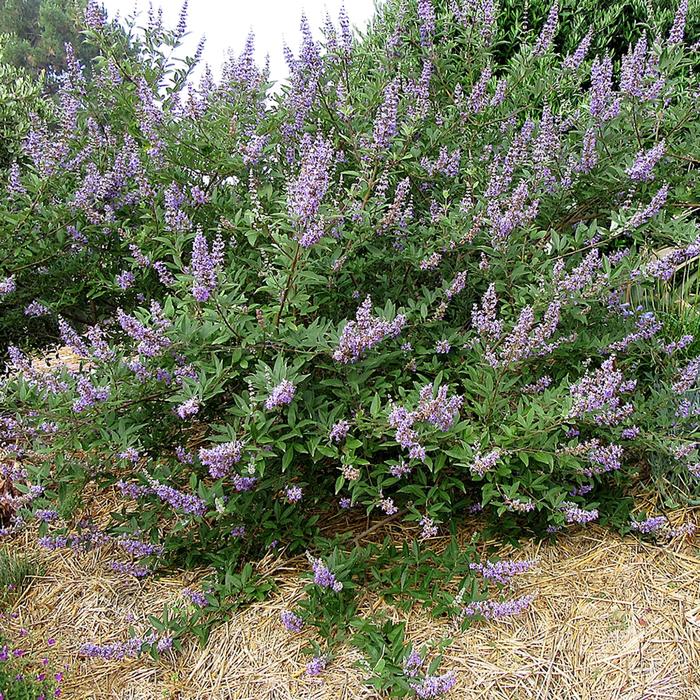 Summertime Blues&reg; Chaste Tree - Vitex 'Helen Froehlich' PPAF (Chaste Tree) from RFGN readingfeedandgardennew Upgrade