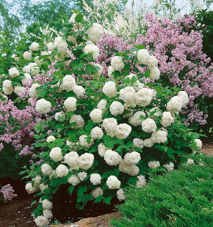 Chinese Snowball Viburnum - Viburnum macrocephalum from RFGN readingfeedandgardennew Upgrade