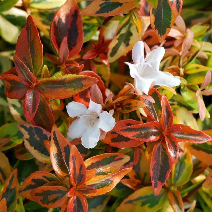 'Kaleidoscope' - Abelia x grandiflora from RFGN readingfeedandgardennew Upgrade