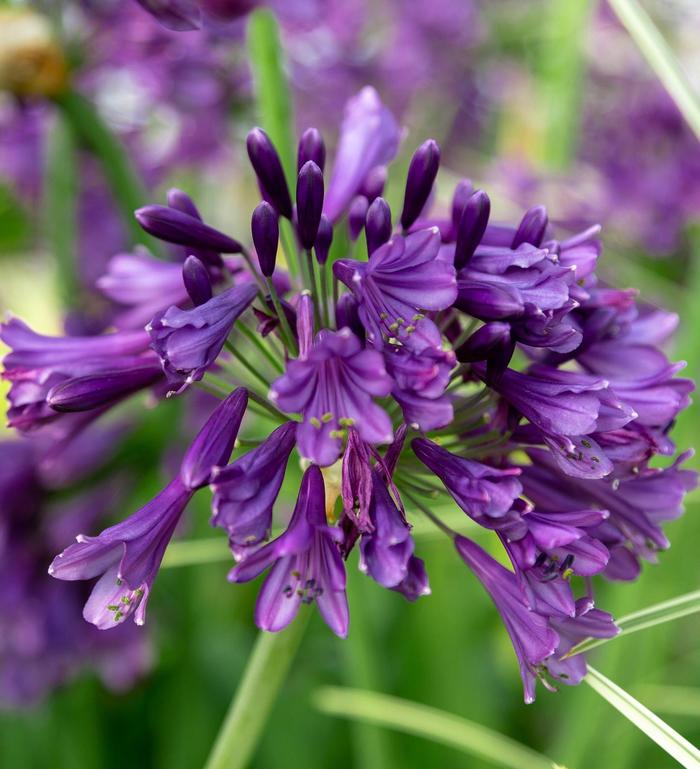 'Ever Amethyst™' African Lily - Agapanthus from RFGN readingfeedandgardennew Upgrade