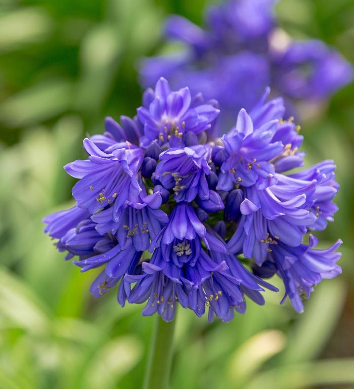 'Ever Midnight™' African Lily - Agapanthus from RFGN readingfeedandgardennew Upgrade