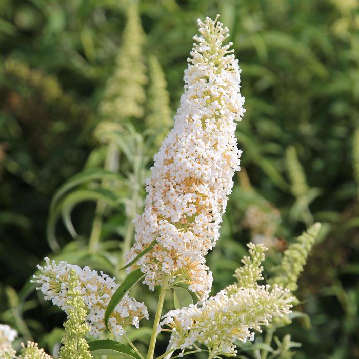 Butterfly Towers&trade; White - Buddleia x from RFGN readingfeedandgardennew Upgrade