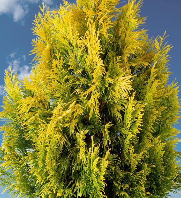 'Forever Goldy' Giant Arborvitae - Thuja plicata from RFGN readingfeedandgardennew Upgrade