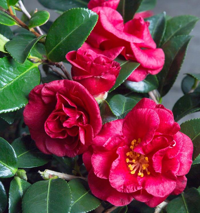 Hot Flash™ - Camellia sasanqua from RFGN readingfeedandgardennew Upgrade