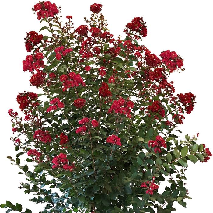 Colorama&trade; 'Scarlet' - Lagerstroemia (Crape Myrtle) from RFGN readingfeedandgardennew Upgrade