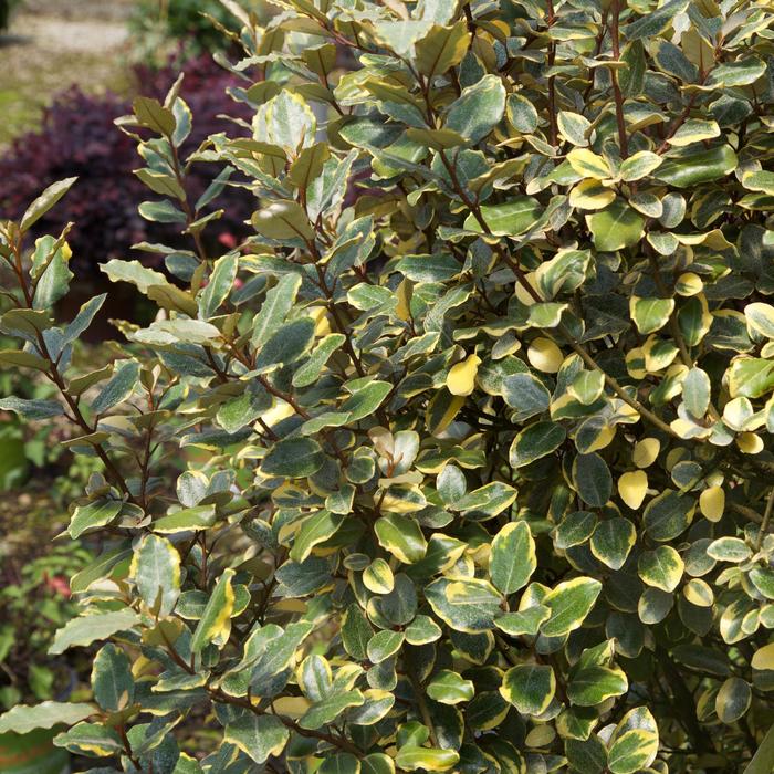 Olive Martni&153; - Eleagnus x ebbingei from RFGN readingfeedandgardennew Upgrade