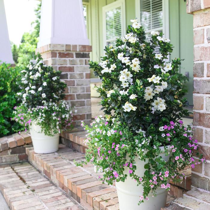 Diamond Spire® Gardenia - Gardenia x 'Leefive' from RFGN readingfeedandgardennew Upgrade