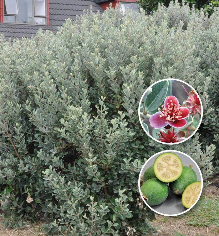 Bambina&trade; Pineapple Guava - Feijoa sellowiana 'Tharfiona' (Pineapple Guava) from RFGN readingfeedandgardennew Upgrade