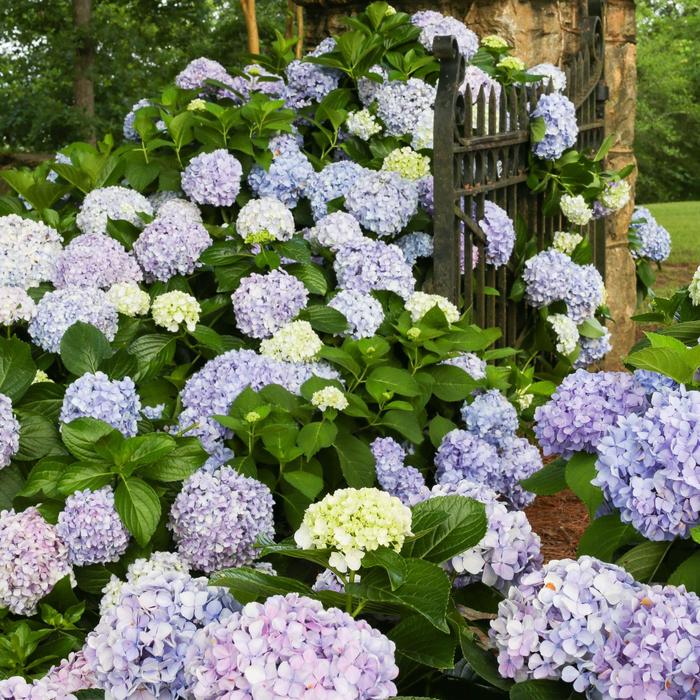 Dear Dolores&reg; - Hydrangea macrophylla from RFGN readingfeedandgardennew Upgrade