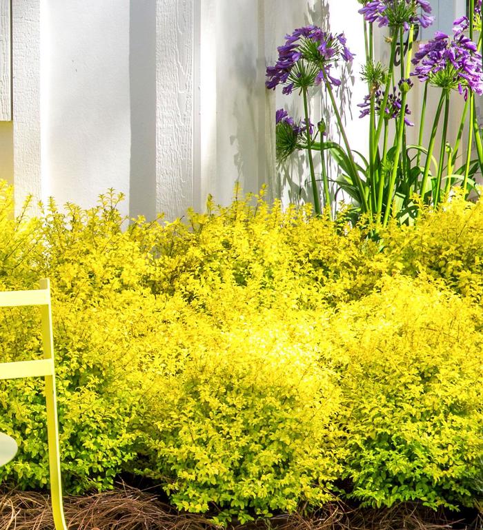  'Sunshine' - Ligustrum sinense from RFGN readingfeedandgardennew Upgrade