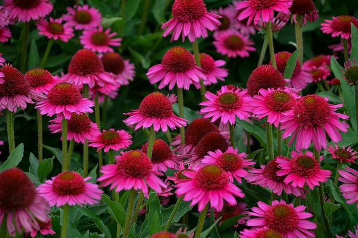 Coneflower - Echinacea 'Delicious Candy' from RFGN readingfeedandgardennew Upgrade