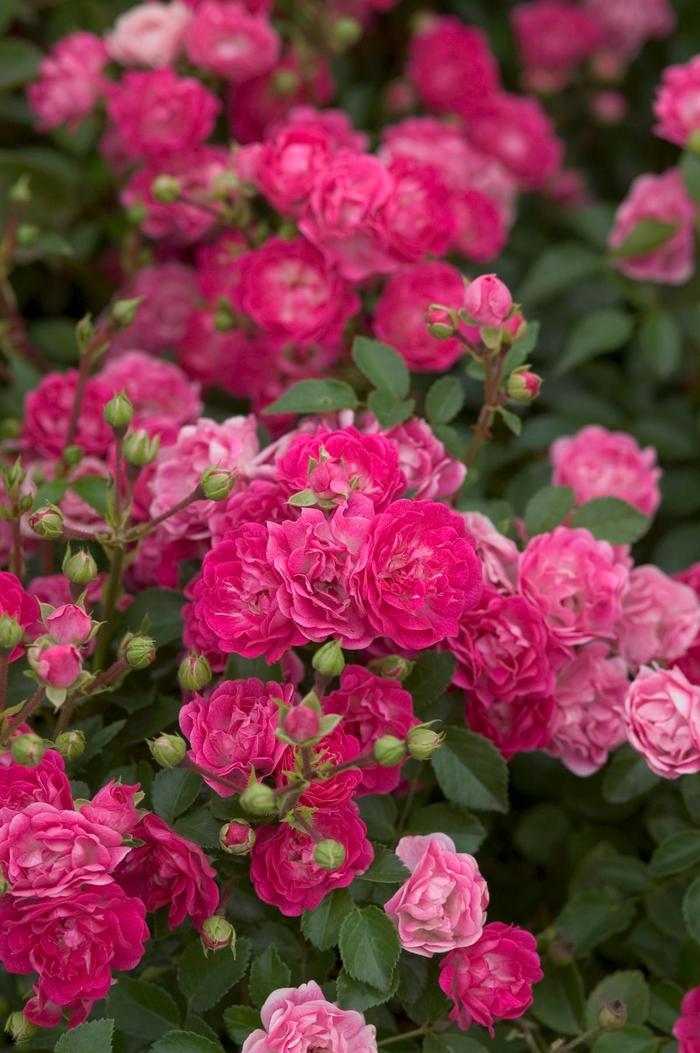 Easy Elegance® Little Mischief Rose - Rosa 'BAIief' from RFGN readingfeedandgardennew Upgrade