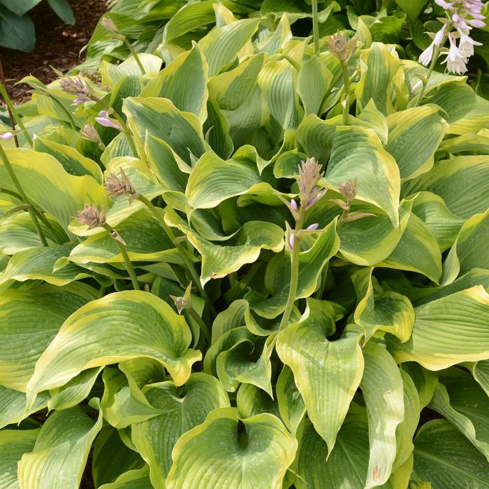 'Atlantis' Plantain Lily - Hosta from RFGN readingfeedandgardennew Upgrade