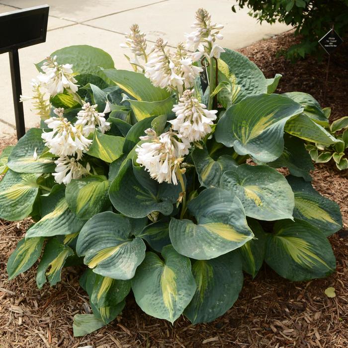 'Dream Queen' Hosta, Plantain Lily - Hosta from RFGN readingfeedandgardennew Upgrade