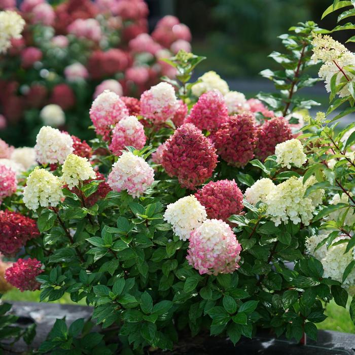 'Little Lime Punch™' Panicle Hydrangea - Hydrangea paniculata from RFGN readingfeedandgardennew Upgrade