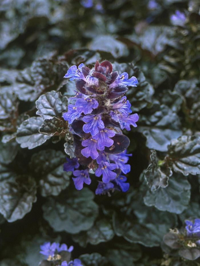 Walberton's® 'Black Scallop' - Ajuga reptans PP15815 (Bugleweed) from RFGN readingfeedandgardennew Upgrade