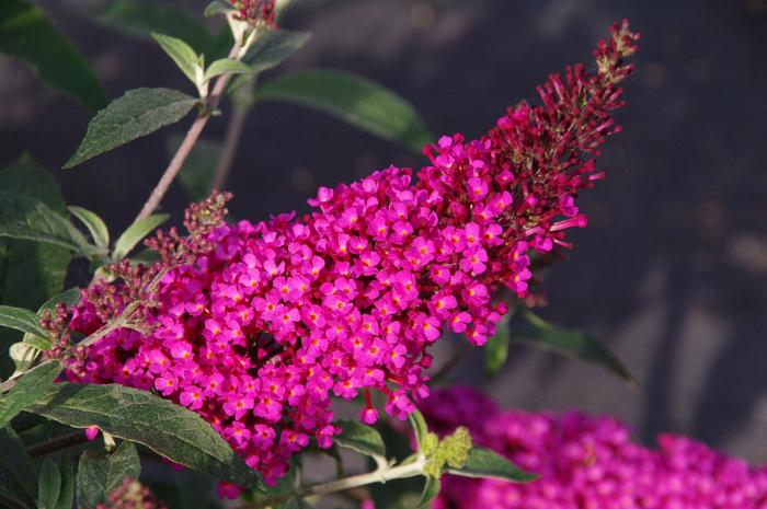 Buzz&trade; Hot Raspberry - Buddleia davidii 'Tobud1202' (Butterfly Bush) from RFGN readingfeedandgardennew Upgrade